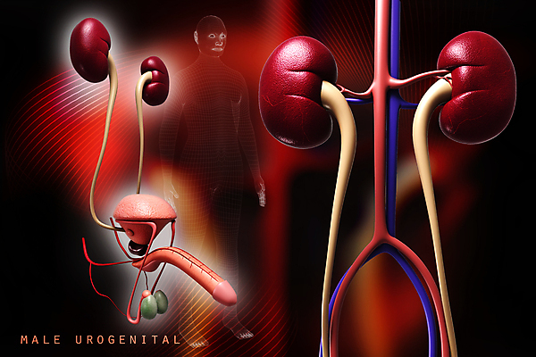 포토 JPG 해외이미지 백그라운드 일러스트 상상 추상 사람없음 그래픽 초록색 3D 디지털 신장 질감 고립 효과 해외202004 해외포토 컬러 무늬 비뇨기관 디지털합성 파일형식 이미지허브