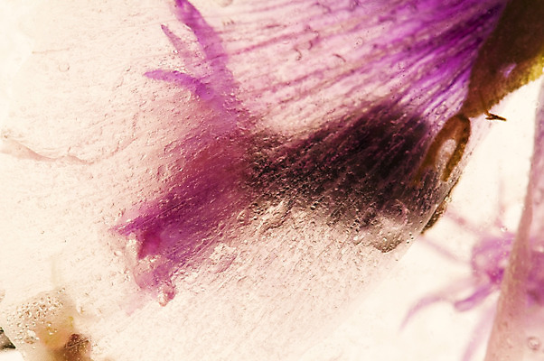 포토 JPG 해외이미지 식물 디자인 꽃 분홍색 꽃다발 백그라운드 컨셉 겨울 꽃무늬 일러스트 창문 자연 유리 벽지 추상 선물 사람없음 빨간색 초록색 물 노란색 우주 얼음 벚꽃 흰색 신선 최고 다발 큐브 만족 서리 아로마 부드러움 공상 파스텔톤 스타일 해외202004 해외포토 자연요소 계절 감정 컬러 무늬 재질 감각 생태계 파일형식 이미지허브