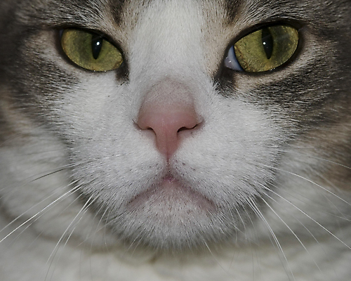 포토 JPG 해외이미지 동물 얼굴 포유류 사람없음 반려동물 고양이 해외202004 해외포토 신체부위 파일형식 이미지허브