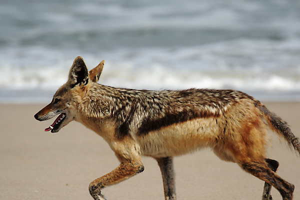 포토 JPG 해외이미지 동물 야생동물 모래 바다 포유류 아프리카 자연 털 사람없음 달리기 갈색 줄무늬 나미비아 해외202004 해외포토 나라 컬러 무늬 모션 생태계 남아프리카 파일형식 이미지허브
