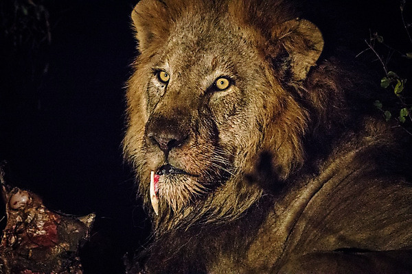 포토 JPG 해외이미지 동물 야생동물 포유류 아프리카 자연 사람없음 고양이 보호 사자 사파리 육식동물 남아프리카 해외202004 해외포토 나라 컨셉 반려동물 생태계 파일형식 이미지허브