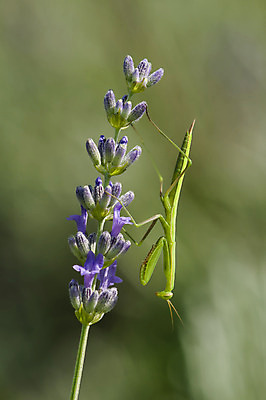 포토 JPG 해외이미지 동물 응시 남자 유럽 야생동물 곤충 백그라운드 절지류 자연 안테나 사람없음 초록색 파란색 머리 기도 사냥 육식동물 사냥꾼 집게발 해외202004 해외포토 직업 시선 나라 컬러 통신 사람 신체부위 생태계 파일형식 이미지허브