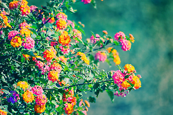 포토 JPG 해외이미지 식물 디자인 꽃잎 꽃 분홍색 백그라운드 꽃무늬 자연 사람없음 초록색 여름 노란색 정원 화목 봄 벚꽃 신선 신용카드 순수 싱글 슛 내추럴 해외202004 해외포토 계절 컬러 컨셉 무늬 금융 생태계 파일형식 이미지허브