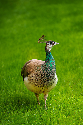 포토 JPG 해외이미지 동물 공원 여자 야생동물 자연 조류 서기 잔디 사람없음 야외 정원 우아함 공작 무료 해외202004 해외포토 식물 공공시설 컨셉 모션 사람 생태계 파일형식 이미지허브