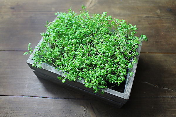 포토 JPG 해외이미지 식물 음식 다이어트 채소 재료 탁자 건강 사람없음 목재 갈색 정원 시골 신선 판넬 먹기 허브 유기농 채식주의자 갈색배경 해외202004 해외포토 나무 웰빙 컬러 가구 백그라운드 모션 채식 파일형식 이미지허브