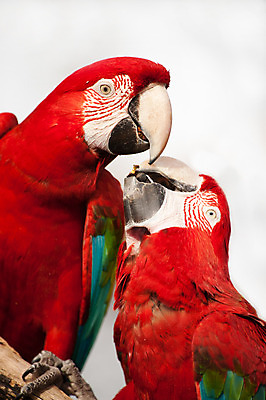 포토 JPG 해외이미지 동물 야생동물 2 날개 자연 조류 열대 동물원 사람없음 빨간색 세로 초록색 파란색 반려동물 컬러풀 미국 닫기 먹기 깃털 부리 앵무새 내추럴 강렬 해외202004 해외포토 컬러 북아메리카 모션 생태계 파일형식 이미지허브