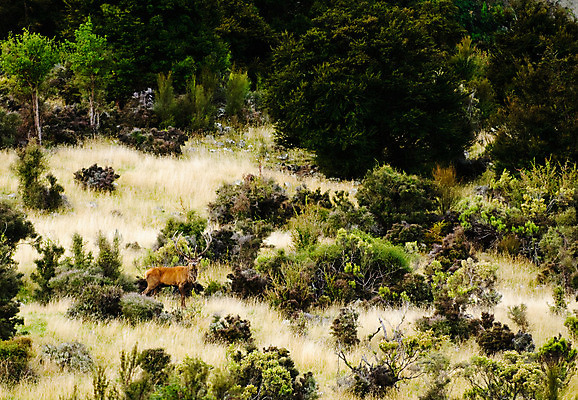 포토 JPG 해외이미지 동물 여자 남자 야생동물 포유류 초식동물 사슴 뿔 종류 사람없음 빨간색 관찰 숲 사냥 경보 수목 반추동물 해외202004 해외포토 컬러 모션 사람 파일형식 이미지허브