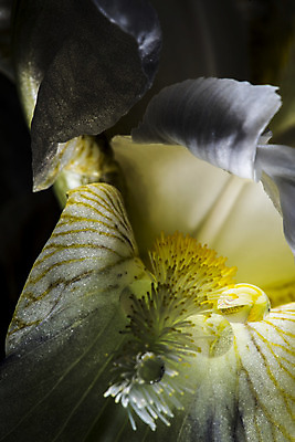 포토 JPG 해외이미지 식물 계절 꽃잎 꽃 농업 자연 전등 선물 사람없음 초록색 물 정원 희망 힘 에너지 성장 흰색 물방울 시골 닫기 흰배경 원예 소원 붓꽃 신앙심 중력 많음 해외202004 해외포토 자연요소 감정 산업 컬러 백그라운드 컨셉 모션 조명 취미 생태계 파일형식 이미지허브