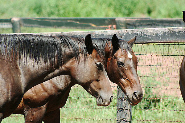 포토 JPG 해외이미지 동물 밭 자연 사람없음 초록색 여름 농장 갈색 시골 카우보이 승차 갈기 망아지 방목장 해외202004 해외포토 계절 새끼 컬러 농업 모션 말_동물 생태계 파일형식 이미지허브