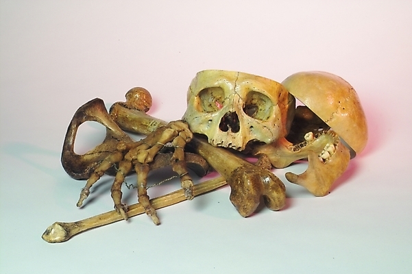 포토 JPG 신체 의학 뼈 해골 사람 사람없음 치료 의료용품 장기 근골격기관 오브젝트 국내포토 의료기기 장기_의학 파일형식