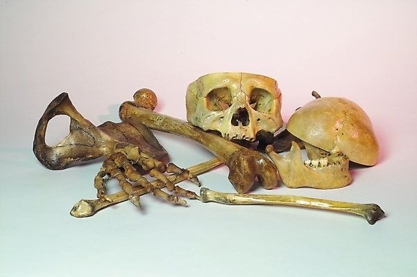 포토 JPG 신체 의학 뼈 해골 사람 사람없음 치료 의료용품 장기 근골격기관 오브젝트 국내포토 의료기기 장기_의학 파일형식