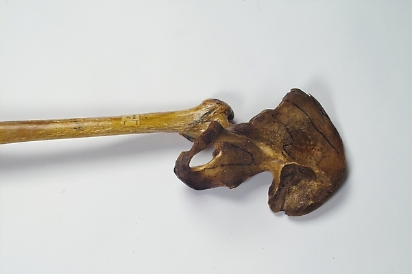 포토 JPG 신체 의학 뼈 해골 사람 사람없음 치료 의료용품 장기 근골격기관 오브젝트 의료소품 국내포토 의료기기 장기_의학 파일형식