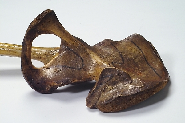 포토 JPG 신체 의학 뼈 사람 사람없음 치료 의료용품 장기 근골격기관 오브젝트 국내포토 의료기기 장기_의학 파일형식