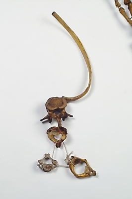 포토 JPG 신체 의학 뼈 사람 사람없음 치료 의료용품 장기 근골격기관 오브젝트 국내포토 의료기기 장기_의학 파일형식