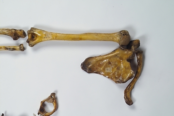 포토 JPG 신체 의학 뼈 사람 사람없음 치료 의료용품 장기 근골격기관 오브젝트 국내포토 의료기기 장기_의학 파일형식