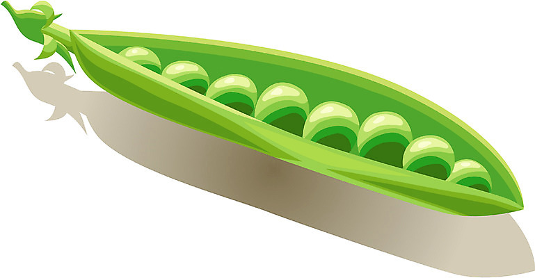 EPS 식물 컬러 채소 일러스트 식재료 콩 사람없음 초록색 완두콩 콩깍지 국내일러스트 곡류 파일형식 벡터