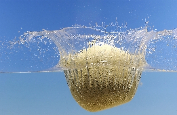 포토 JPG 스튜디오촬영 식물 웰빙 열매 백그라운드 과일 사람없음 물방울 멜론 열대과일 국내포토 실내 파일형식