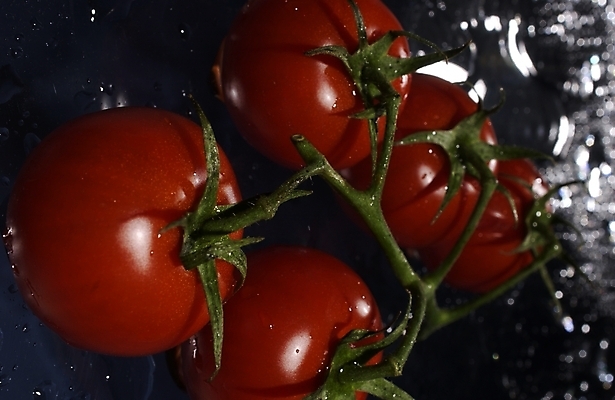 포토 JPG 스튜디오촬영 식물 웰빙 백그라운드 채소 식재료 방울토마토 근접촬영 사람없음 물 농작물 물방울 유기농 미니토마토 국내포토 자연요소 뷰포인트 농업 토마토 실내 파일형식