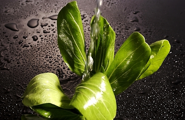 포토 JPG 스튜디오촬영 식물 웰빙 음식 백그라운드 채소 식재료 사람없음 물 농작물 물방울 유기농 청경채 국내포토 자연요소 농업 실내 파일형식