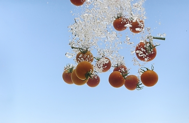 포토 JPG 스튜디오촬영 식물 웰빙 음식 백그라운드 채소 식재료 방울토마토 사람없음 물 농작물 물방울 유기농 미니토마토 국내포토 자연요소 농업 토마토 실내 파일형식