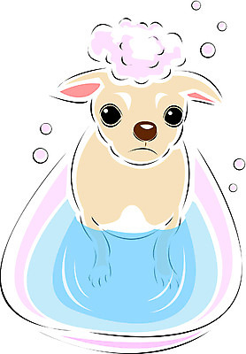 EPS 클립아트 동물 척추동물 한마리 육지동물 반려견 일러스트 포유류 사람없음 반려동물 목욕 개 강아지 치와와 국내일러스트 1 청결 파일형식 벡터