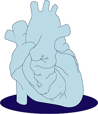 EPS 일러스트 인체모형 사람없음 모형 심장 의료용품 장기 오브젝트 순환기관 심장모형 염통 국내일러스트 신체 의료기기 장기_의학 파일형식 벡터