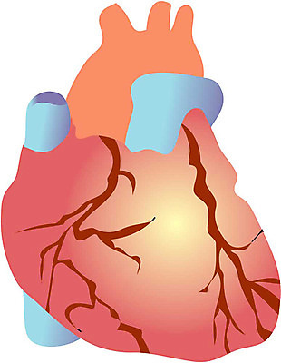 EPS 일러스트 해부 의학 인체모형 사람없음 치료 심장 의료용품 장기 오브젝트 순환기관 국내일러스트 신체 의료기기 모형 장기_의학 파일형식 벡터