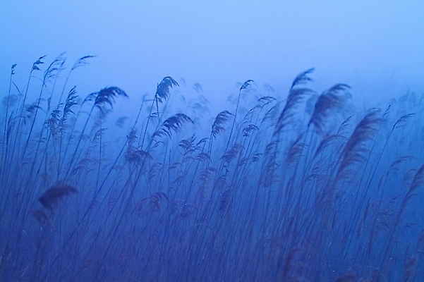 포토 JPG 주간 식물 배경화면 백그라운드 자연 갈대 풍경 초원 사람없음 야외 안개 풀 억새 해남 고천암 국내포토 자연요소 날씨 전라남도 생태계 파일형식