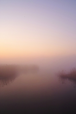 포토 JPG 주간 식물 사계절 계절 백그라운드 자연 갈대 풍경 사람없음 야외 강 안개 가을 풀 강가 억새 해남 고천암 국내포토 자연요소 날씨 전라남도 생태계 파일형식