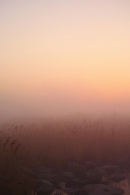 포토 JPG 주간 식물 사계절 계절 백그라운드 자연 갈대 풍경 사람없음 야외 강 안개 가을 풀 강가 억새 해남 고천암 국내포토 자연요소 날씨 전라남도 생태계 파일형식