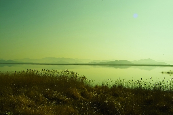 포토 JPG 주간 식물 사계절 계절 배경화면 백그라운드 자연 갈대 풍경 사람없음 야외 강 가을 풀 강가 억새 해남 고천암 국내포토 자연요소 전라남도 생태계 파일형식