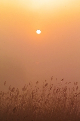 포토 JPG 주간 식물 백그라운드 자연 하늘 갈대 풍경 사람없음 야외 태양 노을 일몰 풀 억새 해남 고천암 국내포토 자연요소 전라남도 생태계 파일형식