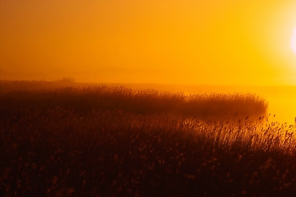 포토 JPG 주간 식물 백그라운드 자연 하늘 갈대 풍경 사람없음 야외 강 노을 일몰 풀 강가 억새 해남 고천암 국내포토 자연요소 전라남도 생태계 파일형식