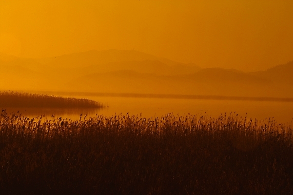 포토 JPG 주간 식물 배경화면 백그라운드 자연 하늘 갈대 풍경 사람없음 야외 강 노을 일몰 풀 강가 억새 해남 고천암 국내포토 자연요소 전라남도 생태계 파일형식