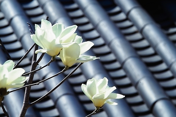 포토 JPG 주간 식물 계절 건축 꽃 고건축 봄꽃 자연 기와 사람없음 야외 봄 흰색 나뭇가지 목련 국내포토 자연요소 나무 건축물 컬러 생태계 파일형식