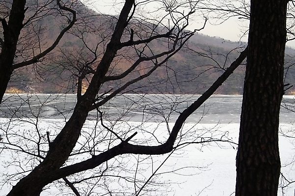 포토 JPG 주간 나무 식물 사계절 계절 호수 배경화면 백그라운드 겨울 자연 산 풍경 사람없음 야외 얼음 나뭇가지 산정호수 국내포토 자연요소 생태계 파일형식 포천