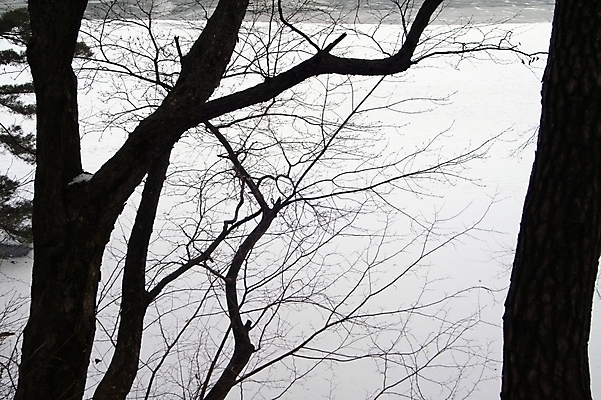 포토 JPG 주간 나무 식물 사계절 계절 호수 배경화면 백그라운드 겨울 자연 풍경 사람없음 야외 나뭇가지 산정호수 국내포토 자연요소 생태계 파일형식 포천