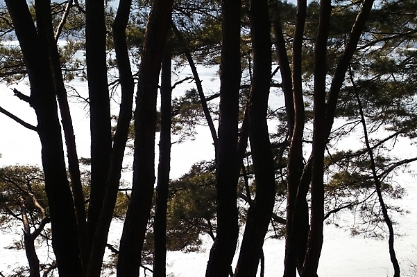 포토 JPG 주간 식물 사계절 계절 호수 배경화면 백그라운드 겨울 자연 풍경 사람없음 야외 소나무 산정호수 국내포토 자연요소 나무 생태계 파일형식 포천