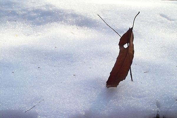포토 JPG 주간 식물 사계절 계절 백그라운드 낙엽 잎 겨울 자연현상 자연 풍경 사람없음 야외 눈 산정호수 국내포토 자연요소 호수 날씨 생태계 파일형식 포천