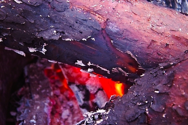 포토 JPG 주간 나무 사람없음 야외 장작 모닥불 불씨 국내포토 자연요소 식물 불 파일형식