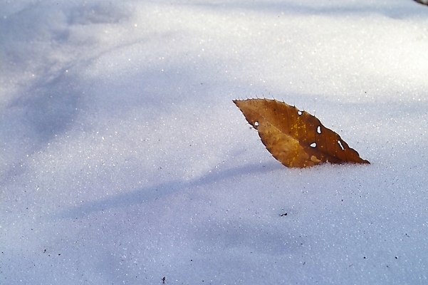 포토 JPG 주간 식물 사계절 계절 백그라운드 낙엽 잎 겨울 자연현상 자연 풍경 사람없음 야외 눈 산정호수 국내포토 자연요소 호수 날씨 생태계 파일형식 포천