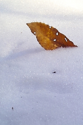 포토 JPG 주간 식물 사계절 계절 백그라운드 낙엽 잎 겨울 자연현상 자연 풍경 사람없음 야외 눈 산정호수 국내포토 자연요소 호수 날씨 생태계 파일형식 포천