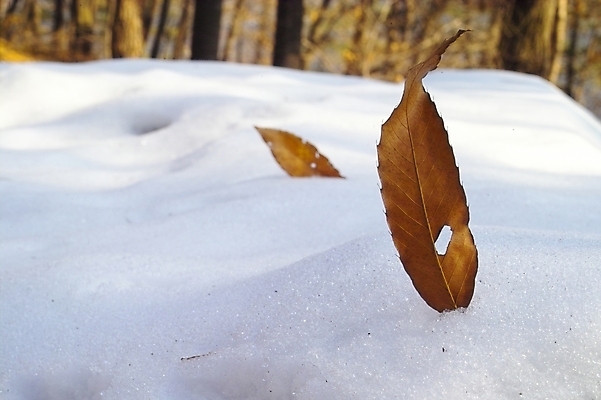 포토 JPG 주간 식물 사계절 계절 백그라운드 낙엽 잎 겨울 자연현상 자연 풍경 사람없음 야외 눈 산정호수 국내포토 자연요소 호수 날씨 생태계 파일형식 포천