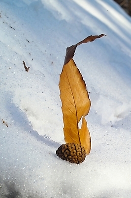 포토 JPG 주간 식물 사계절 계절 백그라운드 낙엽 잎 겨울 자연현상 자연 풍경 사람없음 야외 눈 솔방울 산정호수 국내포토 자연요소 호수 날씨 생태계 파일형식 포천