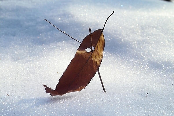 포토 JPG 주간 식물 사계절 계절 백그라운드 낙엽 잎 겨울 자연현상 자연 풍경 사람없음 야외 눈 산정호수 국내포토 자연요소 호수 날씨 생태계 파일형식 포천