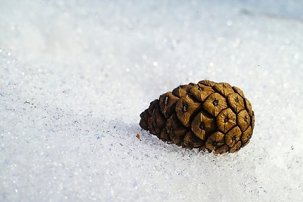 포토 JPG 주간 식물 사계절 계절 백그라운드 겨울 자연현상 자연 풍경 사람없음 야외 눈 솔방울 산정호수 국내포토 자연요소 호수 날씨 생태계 파일형식 포천