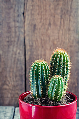 포토 JPG 해외이미지 나무 식물 꽃 백그라운드 자연 탁자 멕시코 선인장 주택 사람없음 목재 장식 초록색 여름 파란색 빛 우주 정원 흙 사막 성장 신선 가시 냄비 척추 묘사 원예 질감 날카로움 뿌리 부추 내추럴 고립 심기 특별함 생존 현실 해외202004 해외포토 계절 컬러 가구 컨셉 북아메리카 채소 재료 모션 뼈 취미 건물 솥 생태계 파일형식 이미지허브