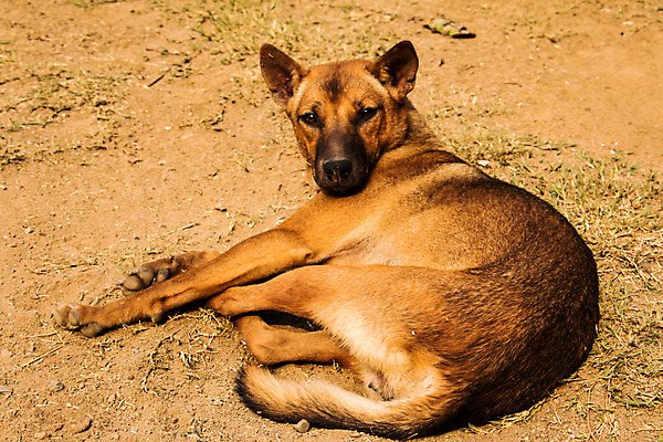 포토 JPG 해외이미지 동물 1 도로 백그라운드 포유류 휴가 휴식 거리 피곤 사람없음 야외 여름 반려동물 갈색 고통 슬픔 흰색 죽음 도시 잠 유머 개 강아지 버리기 배고픔 송곳니 노숙자 거짓말 땅바닥 바보 수목 혼자 해외202004 해외포토 계절 감정 길 컬러 컨셉 교통시설 모션 바닥 치아 파일형식 이미지허브
