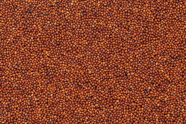 포토 JPG 해외이미지 사람없음 갈색 낟알 향신료 겨자씨 해외202004 해외포토 컬러 씨앗 향미료 파일형식 이미지허브