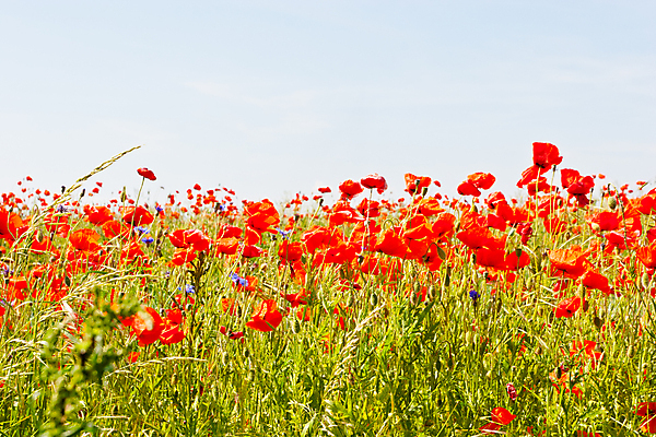 포토 JPG 해외이미지 식물 계절 꽃잎 꽃 줄기 꽃무늬 밭 자연 사람없음 야외 장식 빨간색 여름 정원 봄 활발 벚꽃 향기 양귀비 내추럴 꽃수술 해외202004 해외포토 컬러 컨셉 무늬 농업 생태계 냄새 파일형식 이미지허브